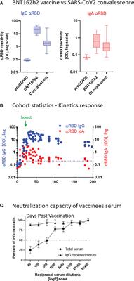 Intramuscular mRNA BNT162b2 vaccine against SARS-CoV-2 induces neutralizing salivary IgA